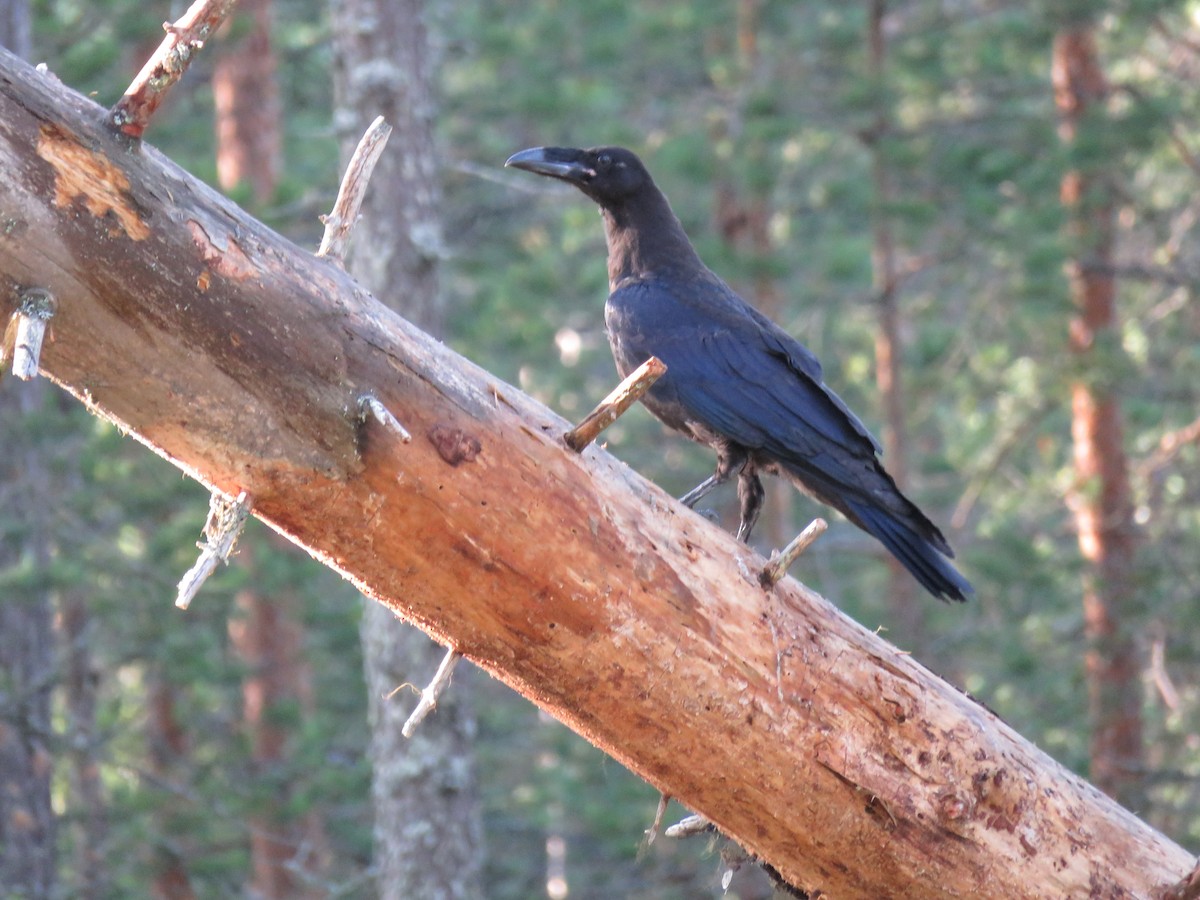 Common Raven - ML41384361