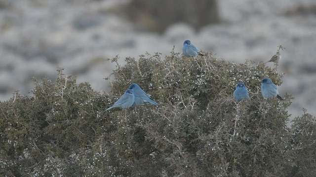 Pinyon Jay - ML413845111