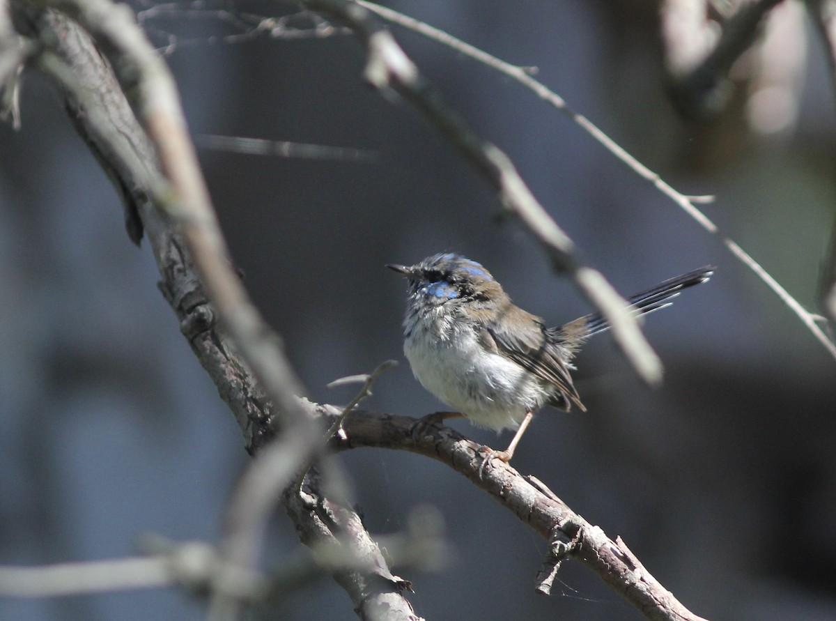 Superb Fairywren - ML413845311