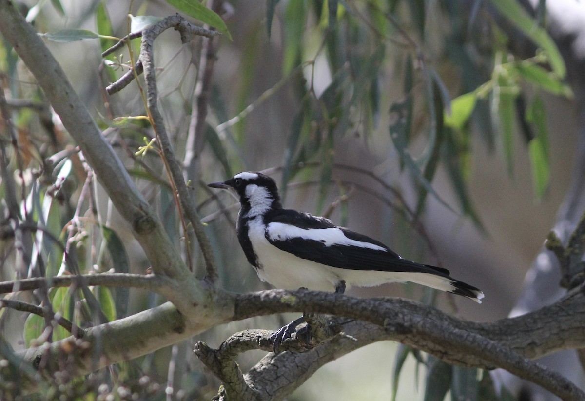 Magpie-lark - ML413845451