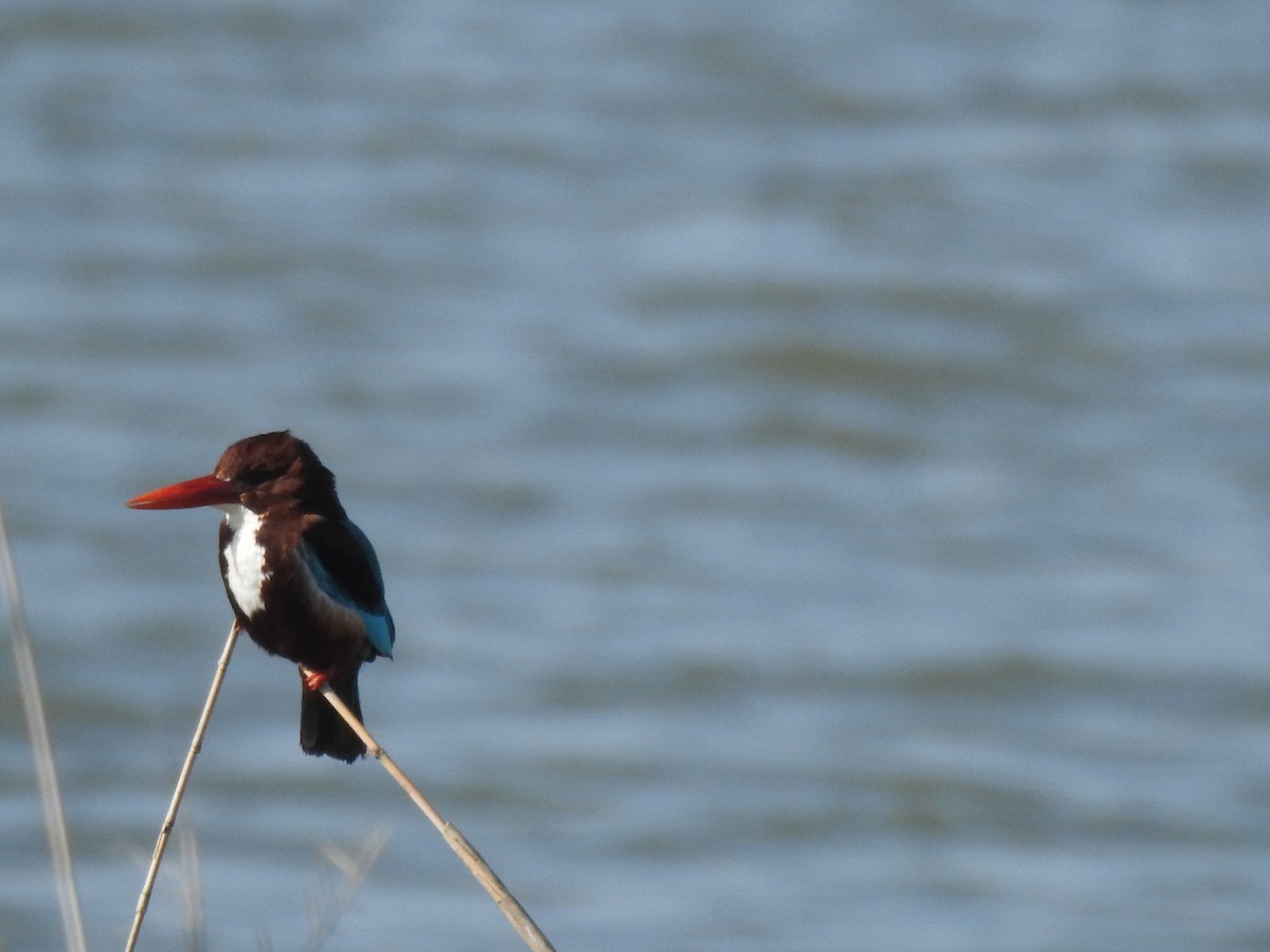 White-throated Kingfisher - ML413847371