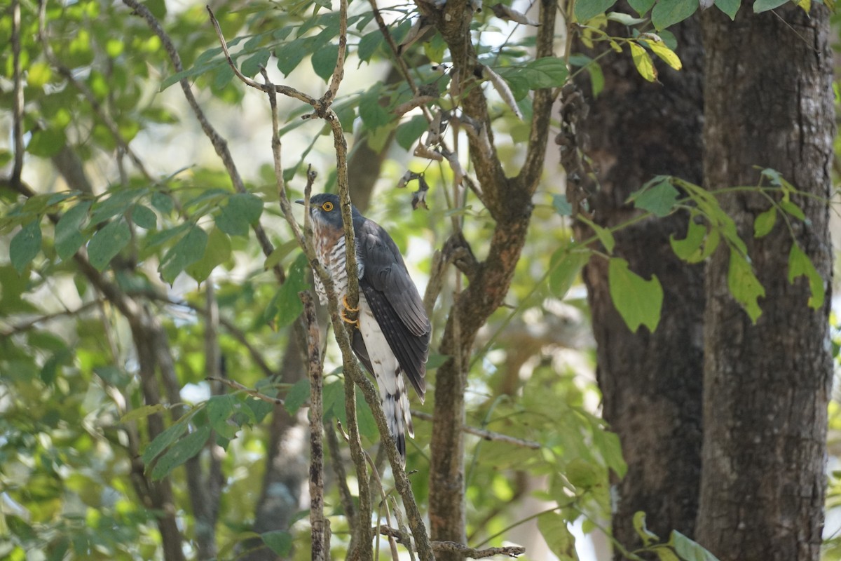 Large Hawk-Cuckoo - ML413847851