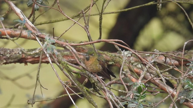 kolibřík dřišťálový - ML413849881