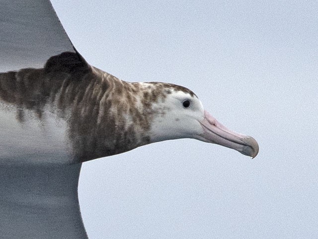 albatros amsterdamský - ML413850001