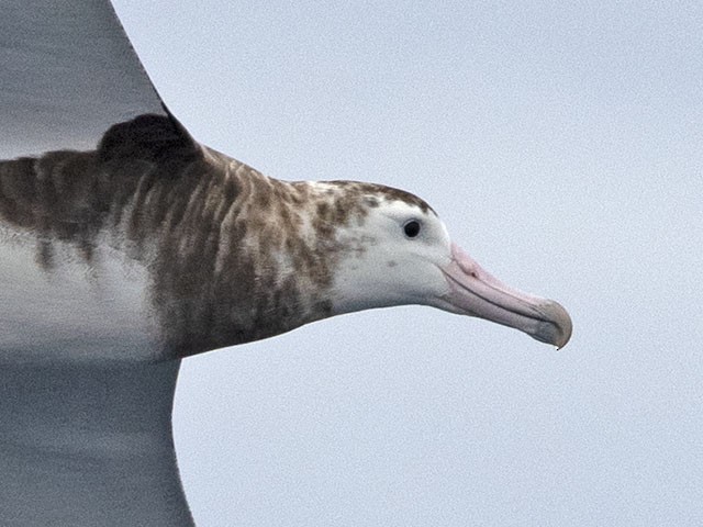 Amsterdam Albatross - ML413850001