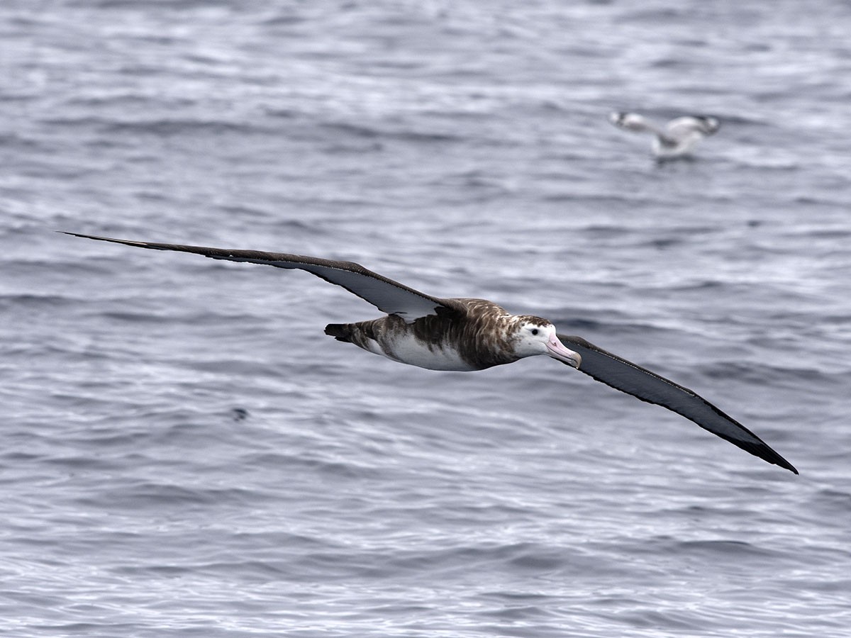 albatros amsterdamský - ML413850011