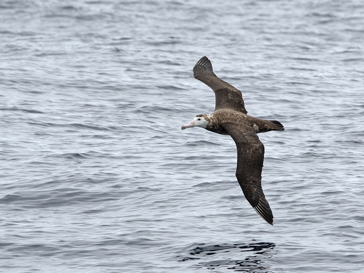 Amsterdam Albatross - ML413850021