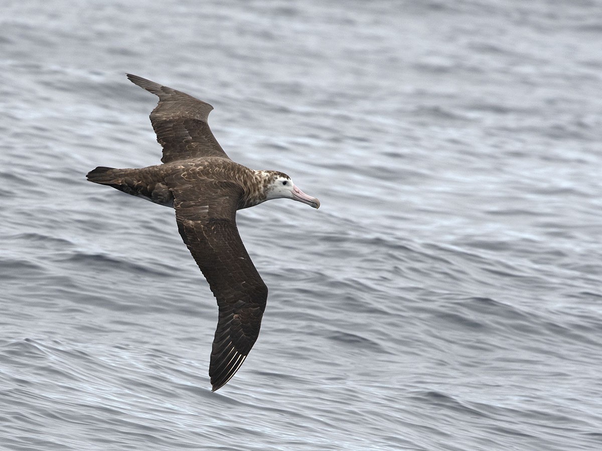 Amsterdam Albatross - ML413850031