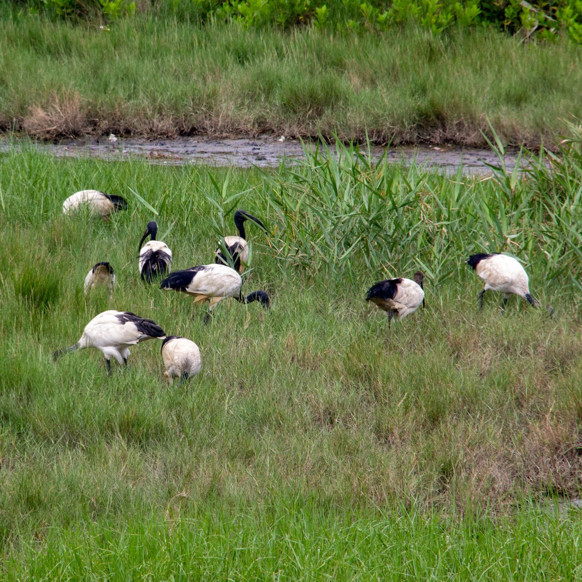 ibis posvátný - ML413850611