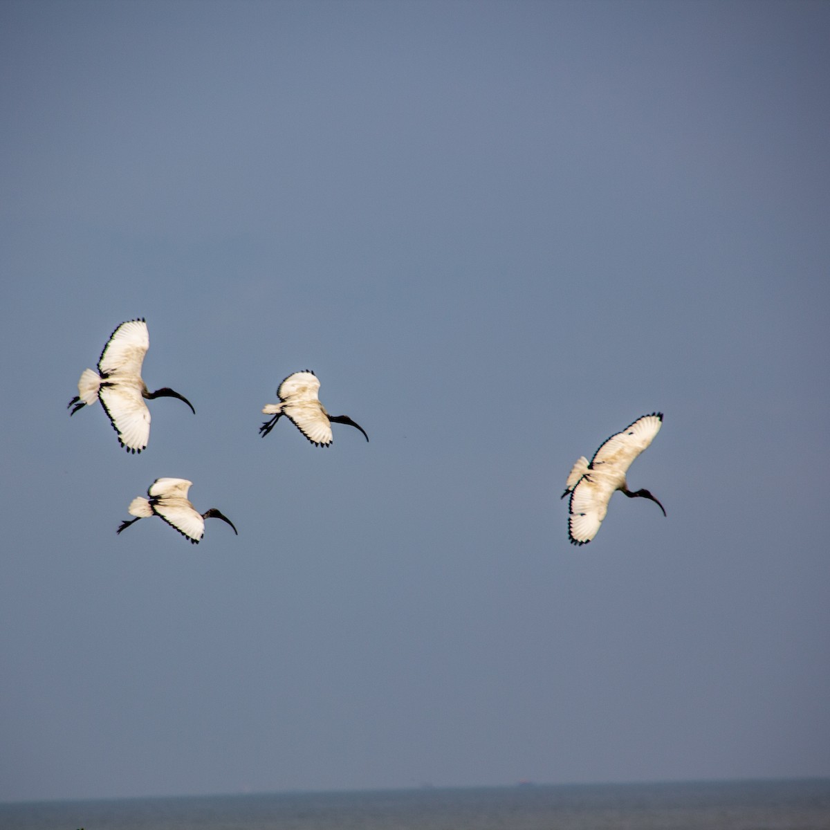 African Sacred Ibis - ML413850621