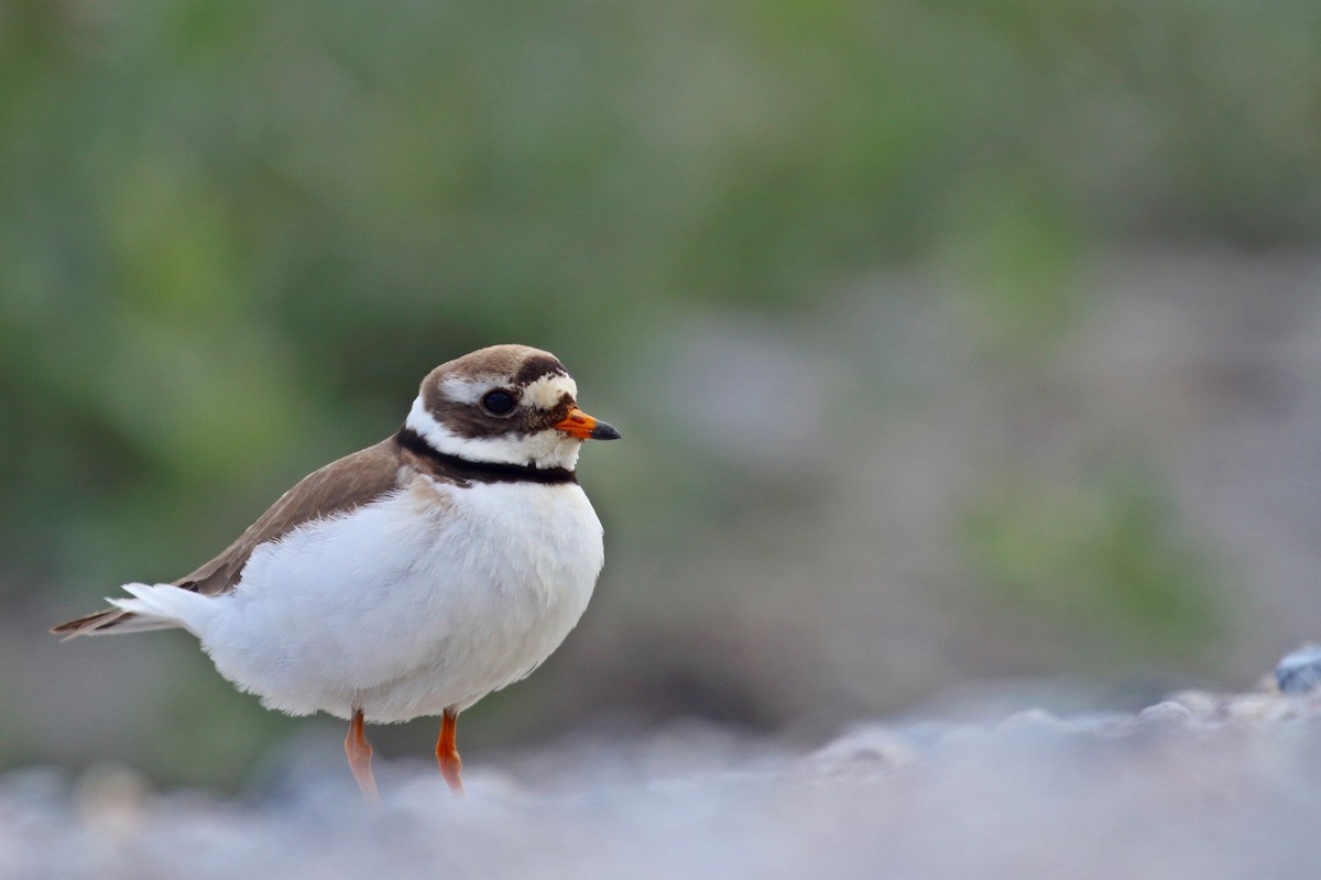 Common Ringed Plover - ML413851981