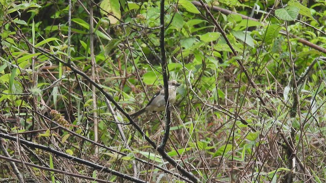 Pale-headed Brushfinch - ML413852961