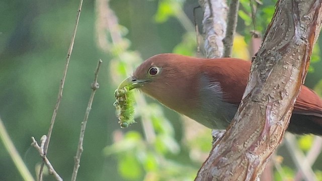 Squirrel Cuckoo - ML413853461