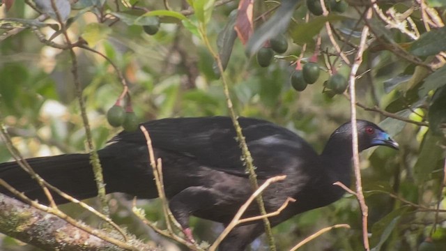 Schwarzguan - ML413853591