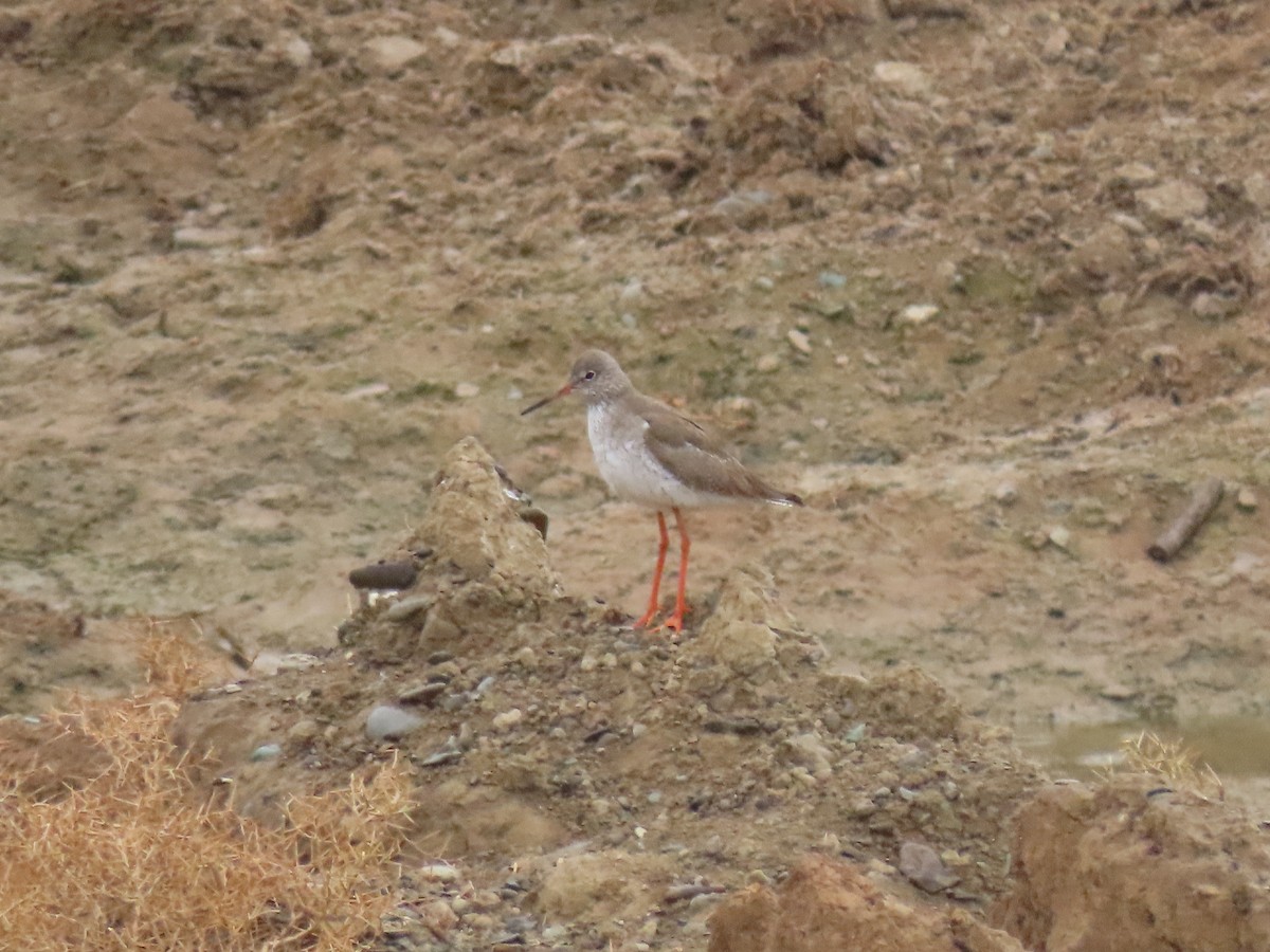 Common Redshank - ML413854461