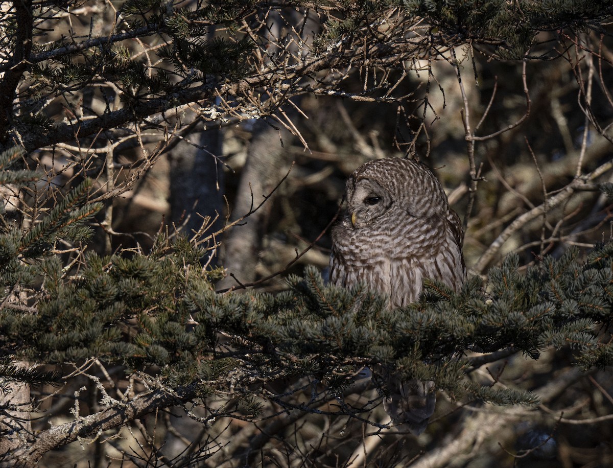 Barred Owl - ML413855051