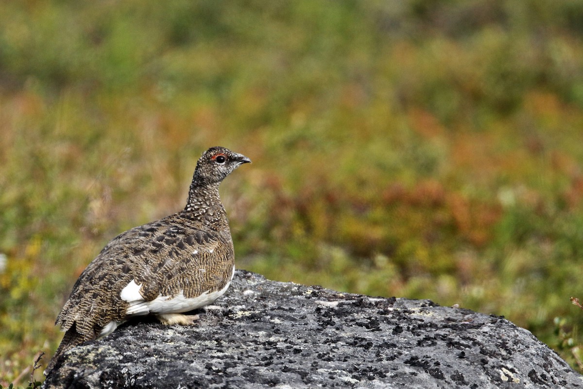 Rock Ptarmigan - ML413855621