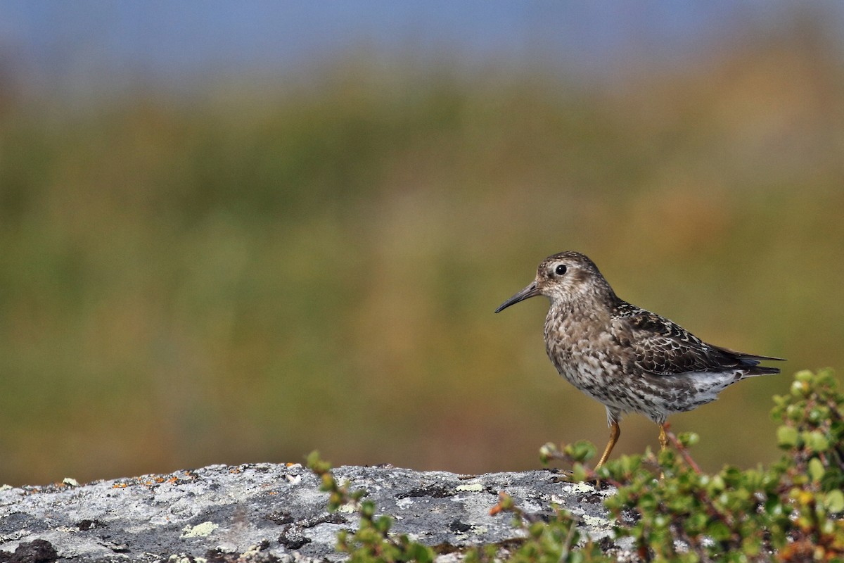 Purple Sandpiper - ML413855661