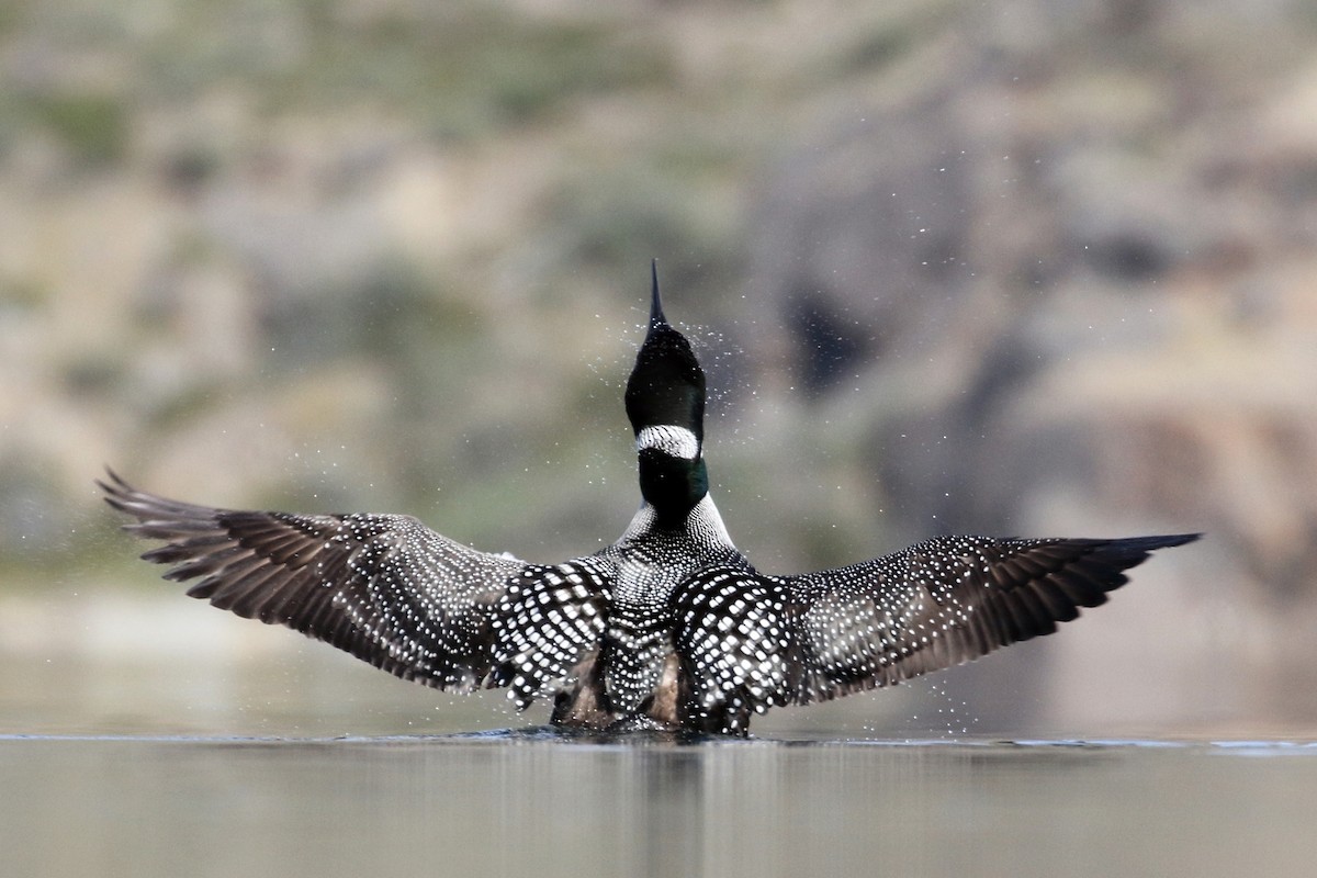 Common Loon - ML413855721