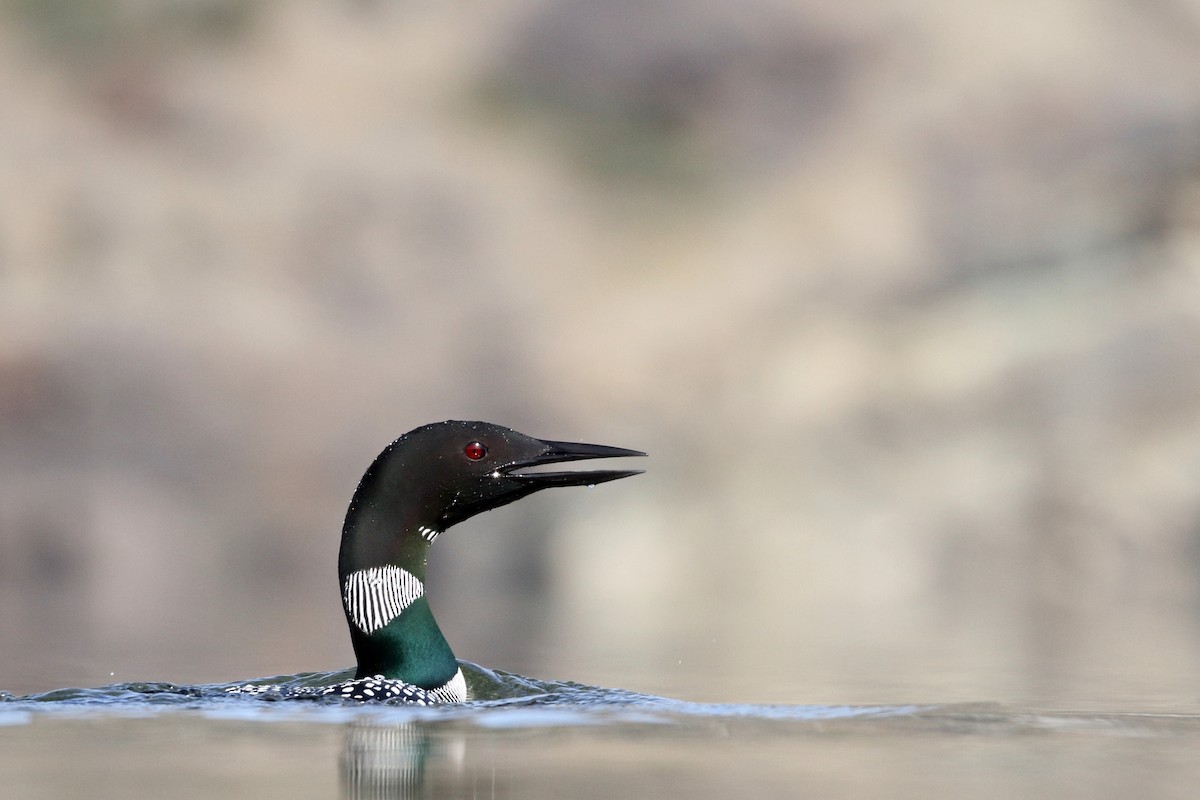 Common Loon - ML413855751