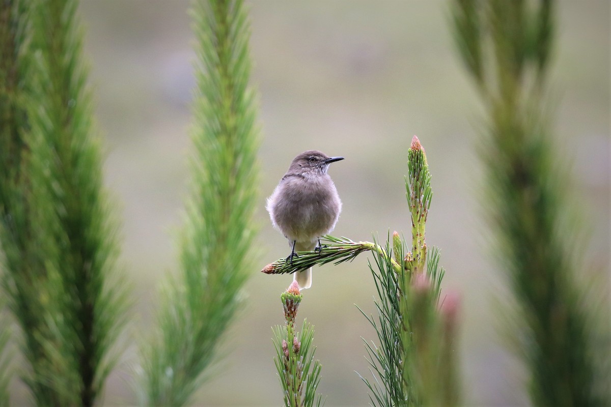 Black-billed Shrike-Tyrant - ML413859361