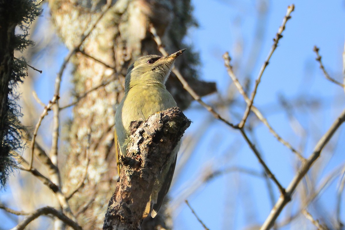 Gray-headed Woodpecker - ML413859611