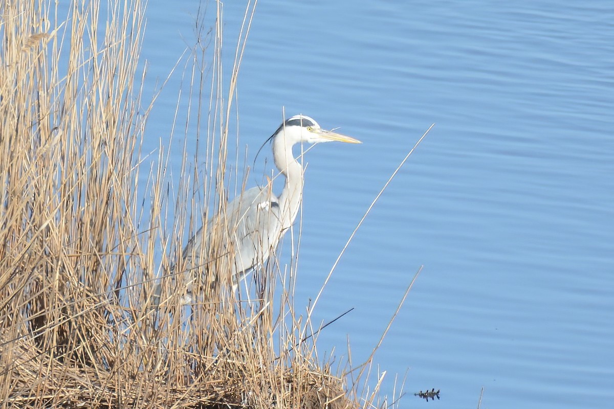 Серая цапля - ML413859621