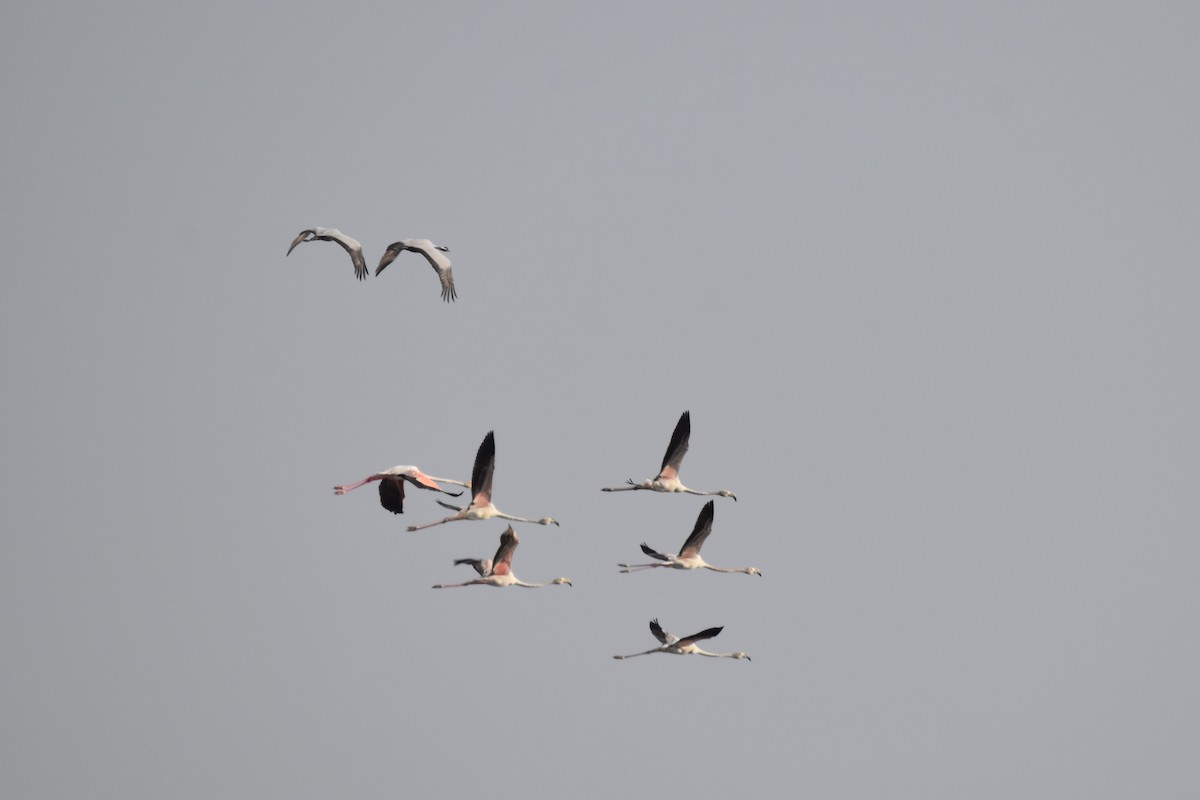 Greater Flamingo - Abhishek Sharma