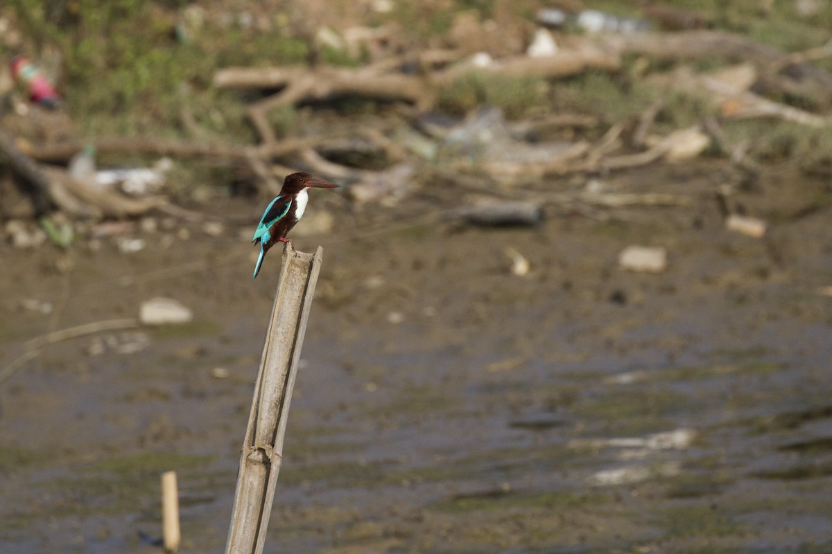 White-throated Kingfisher - ML413860261