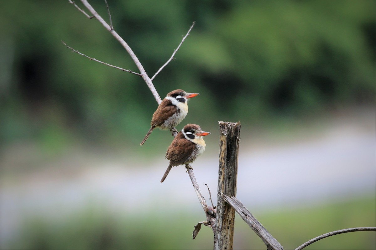 White-eared Puffbird - ML413860441