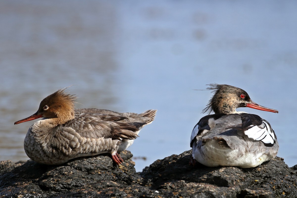 Red-breasted Merganser - ML413860451