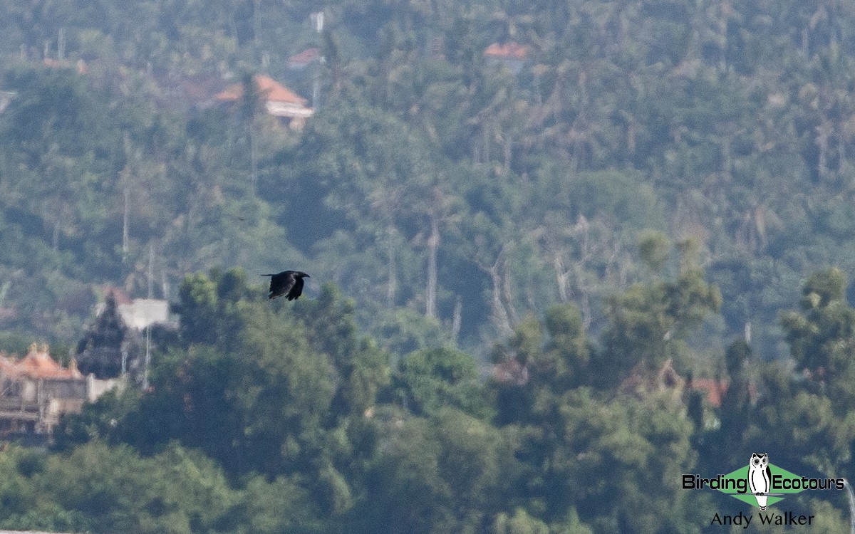 Slender-billed Crow (Sunda) - Andy Walker - Birding Ecotours