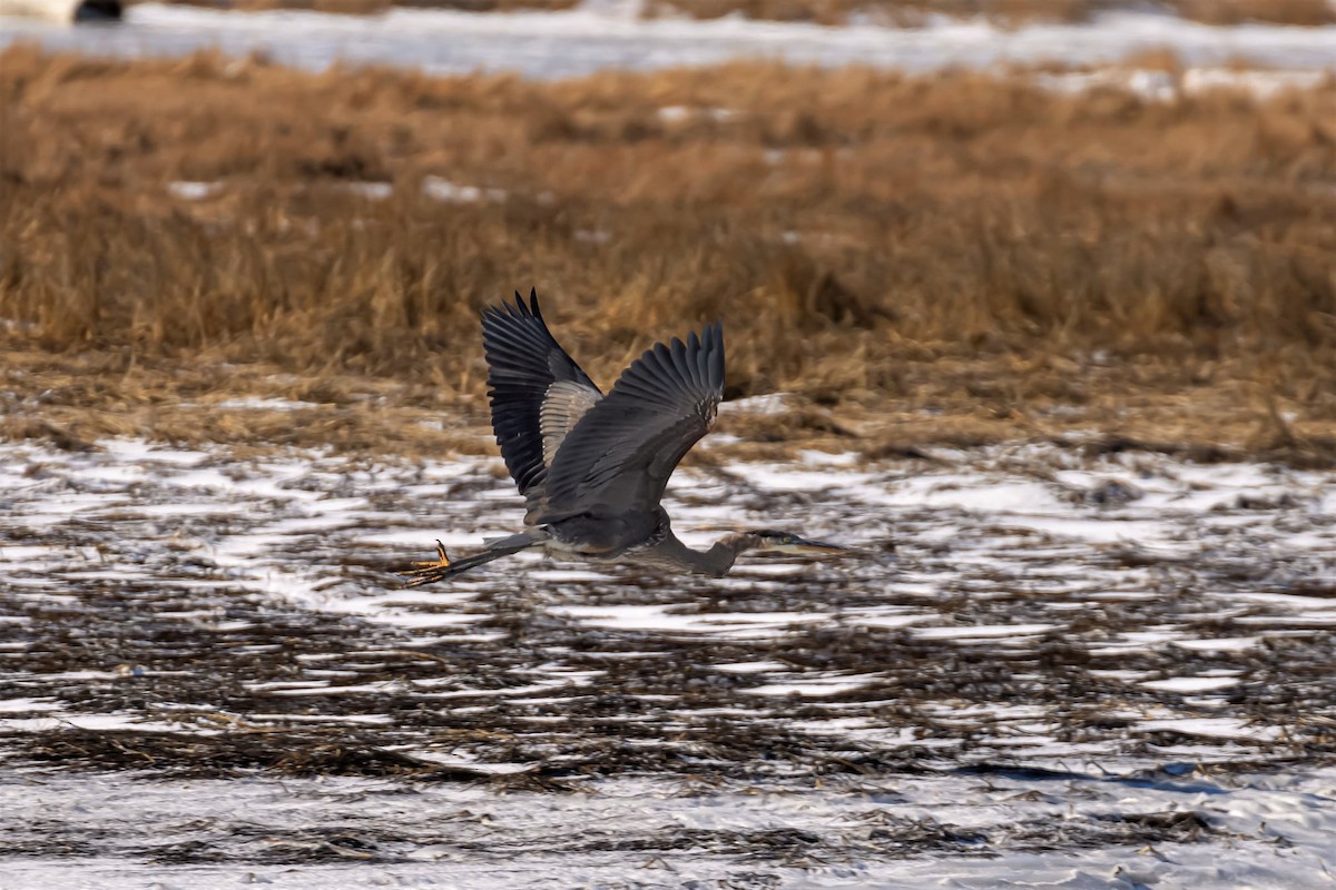 Great Blue Heron - Nova Scotia Bird Records