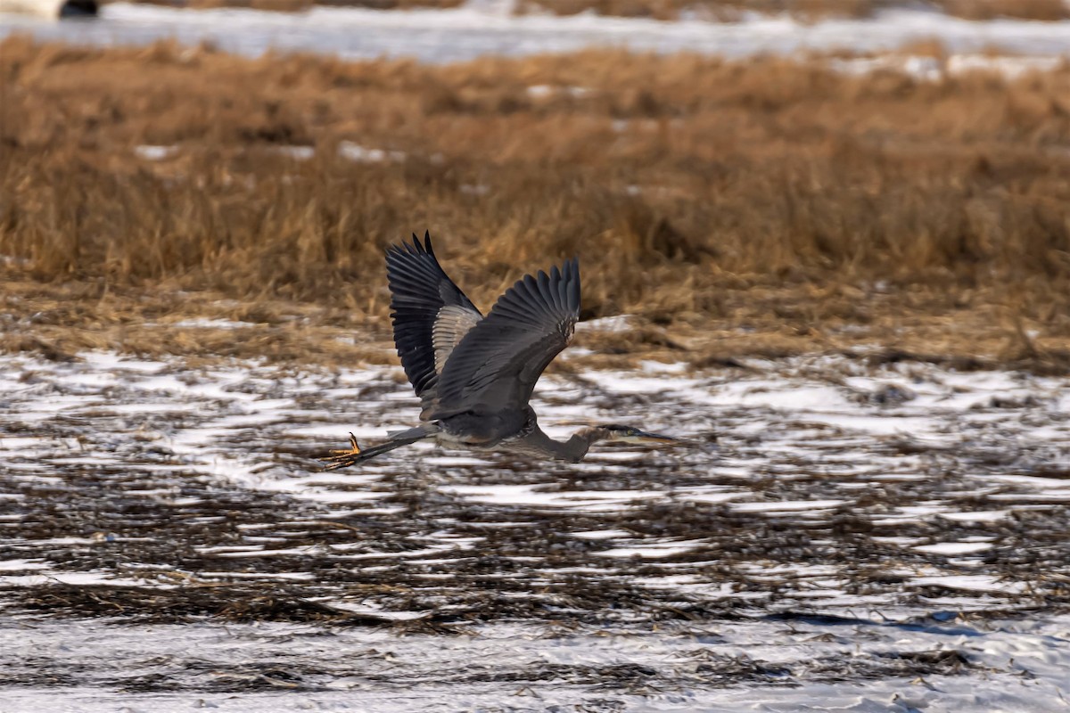 Garza Azulada - ML413860581