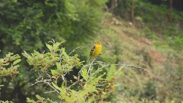 Golden Grosbeak - ML413862051