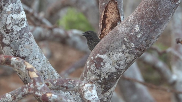 Small Ground-Finch - ML413865431