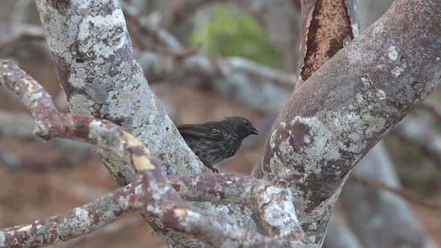 Small Ground-Finch - ML413865501