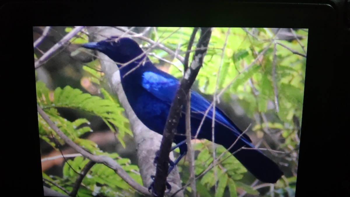 Malabar Whistling-Thrush - ML413865941