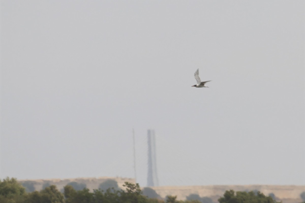 Caspian Tern - Carlos Pacheco