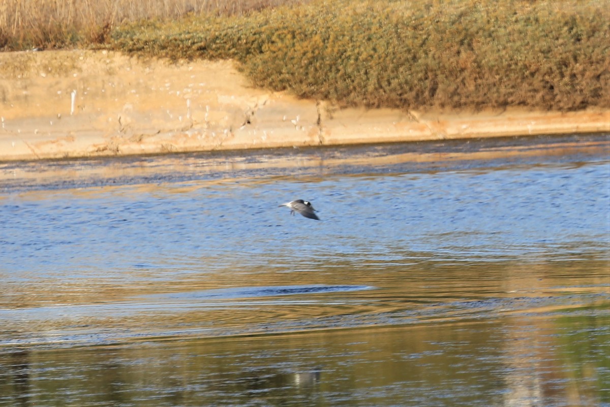 Black Tern - ML413867261