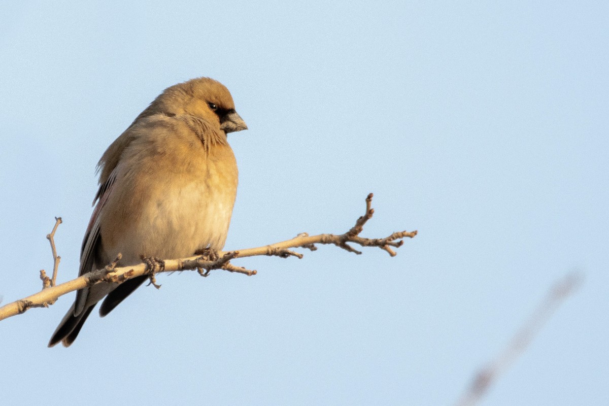 Desert Finch - ML413867711