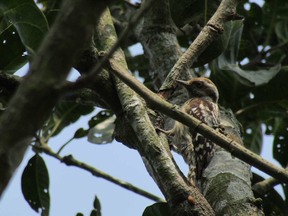 Brown-capped Pygmy Woodpecker - ML413867881