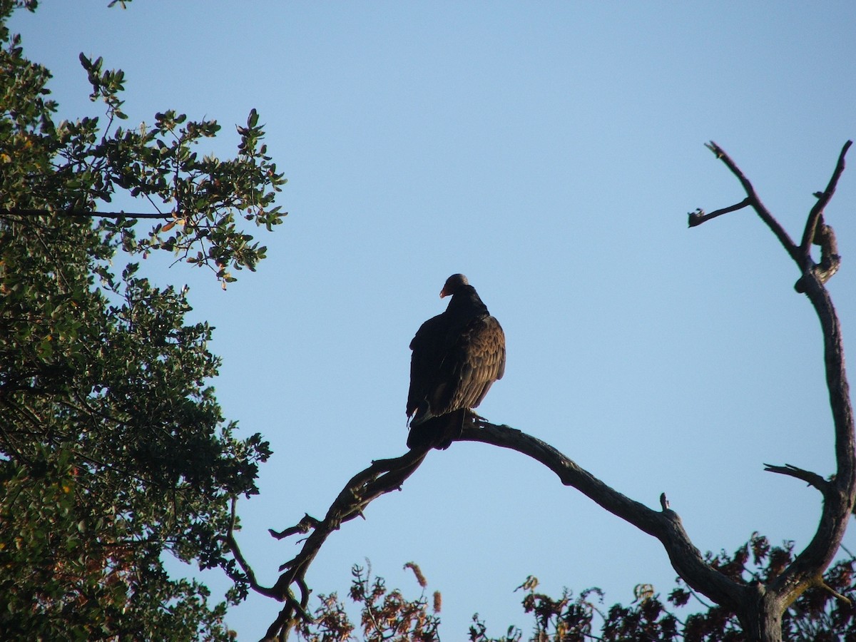 Turkey Vulture - ML413870531