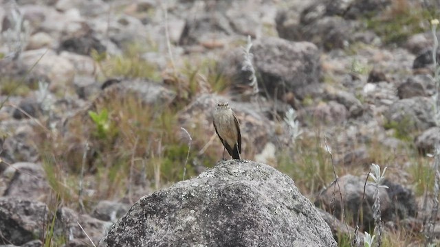 Spot-billed Ground-Tyrant - ML413871631