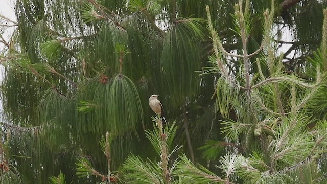 Spot-billed Ground-Tyrant - ML413871711