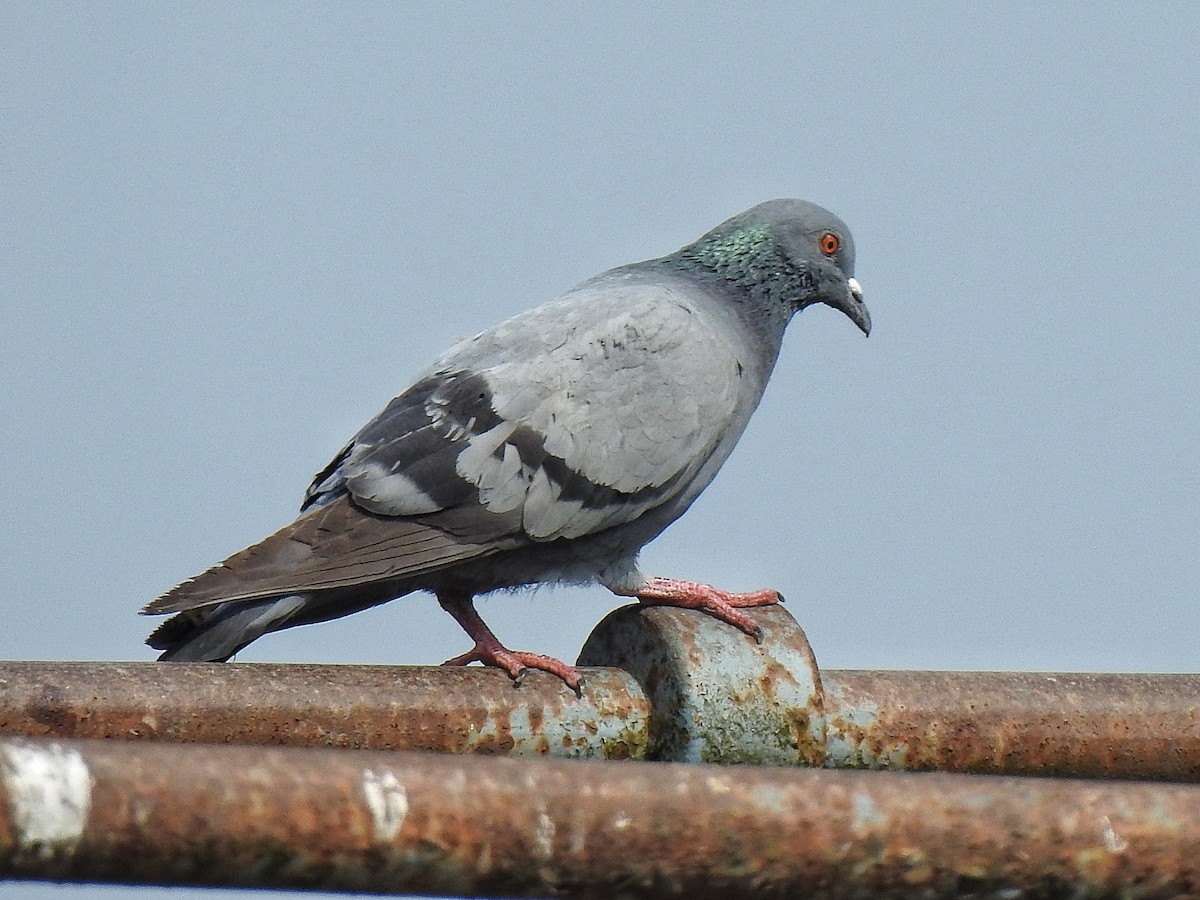 Pigeon biset (forme domestique) - ML413871751