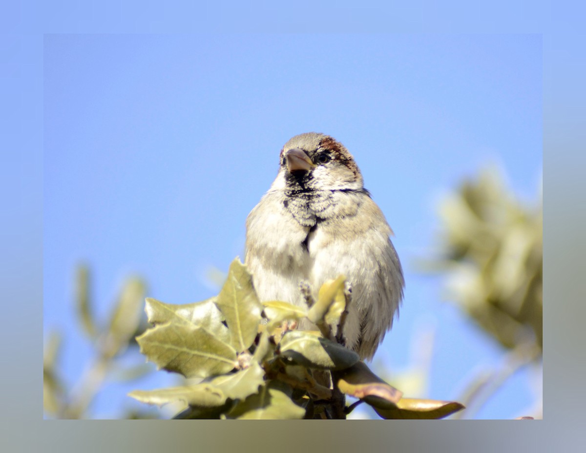 Haussperling - ML413871921