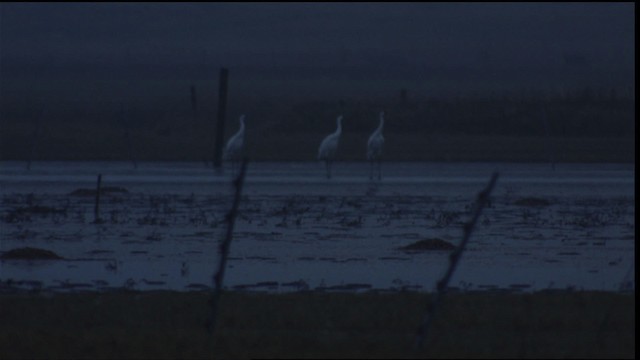 Whooping Crane - ML413872