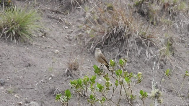 Spot-billed Ground-Tyrant - ML413872001