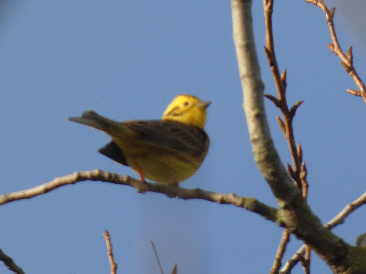 Yellowhammer - Andrew Self